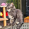 animal, cat, chair, cute, ears, eyes, feline, fluffy, gray_fur, home, indoor, kitten, long_hair, pet, portrait, scratching_post, sitting, toys, whiskers, woven_furniture