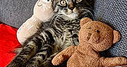 Marley participe au concours pour gagner de l'argent avec cette photo : animal, blanket, cat, couch, ears, eyes, feline, indoor, kitten, pet, plush_toy, portrait, rabbit_toy, red_blanket, sitting, striped_fur, stuffed_animal, tabby, teddy_bear, whiskers