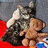 animal, blanket, cat, couch, ears, eyes, feline, indoor, kitten, pet, plush_toy, portrait, rabbit_toy, red_blanket, sitting, striped_fur, stuffed_animal, tabby, teddy_bear, whiskers