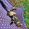 Marley a rejoint le concours — aidez-le/la à gagner de superbes lots ! cat, chair, clothespins, fluffy, fur, garden, grass, kitten, laundry, lying_down, outdoor, patio, playful, portrait, purple, striped_fur, textile, upside_down, white_chair, wooden_furniture