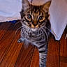 cat, kitten, tabby, animal, pet, fur, striped_fur, face, eyes, whiskers, ears, walking, curious, indoor, wooden_floor, curtain, home, hallway, portrait, closeup