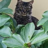 Marley participe au concours pour gagner de l'argent avec cette photo : cat, kitten, animal, fur, fluffy, black_and_gray, greenery, leaves, plant, foliage, indoor, portrait, close_up, looking_at_camera, eyes, whiskers, ears, sitting, nature, pet