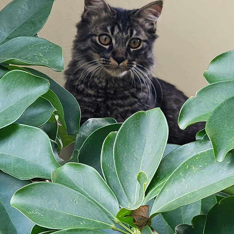 Marley