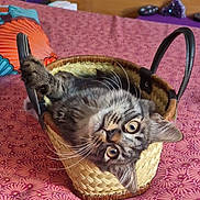 Marley a rejoint le concours — aidez-le/la à gagner de superbes lots ! cat, animal, pet, upside_down, basket, woven_basket, bed, bedroom, indoors, patterned_blanket, colorful, playful, funny, wide_eyes, whiskers, striped_fur, lying_down, portrait, home_decor, cozy