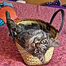 cat, animal, pet, upside_down, basket, woven_basket, bed, bedroom, indoors, patterned_blanket, colorful, playful, funny, wide_eyes, whiskers, striped_fur, lying_down, portrait, home_decor, cozy