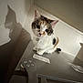 cat, calico_cat, pet, animal, indoor, shadow, metal_surface, curious, whiskers, ears, feline, face, fur, sitting, domestic_animal, wall, collar, closeup, portrait, cute