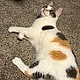 cat, calico, pet, animal, feline, fur, whiskers, carpet, indoor, relaxed, laying, cute, domestic, mammal, eyes, paw, soft, pattern, curious, resting