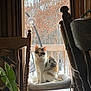 cat, calico_cat, chair, cushion, window, autumn_leaves, snow, indoor_plant, wooden_furniture, cozy, pet, animal, sitting, domestic_cat, calm, home_interior, natural_light, looking_at_camera, furniture, daylight