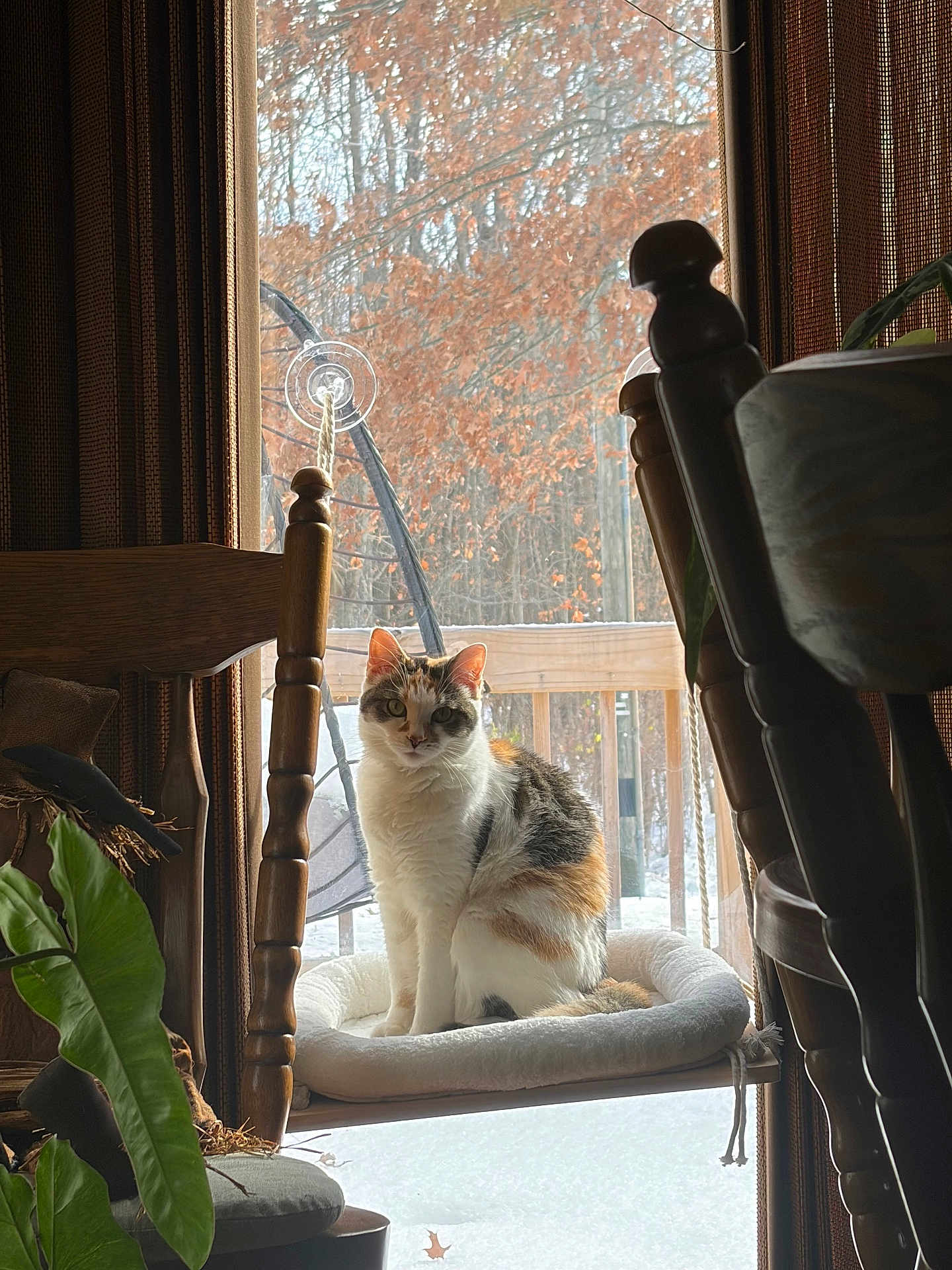 Cinderella joined the competition — help win amazing prizes! cat, calico_cat, chair, cushion, window, autumn_leaves, snow, indoor_plant, wooden_furniture, cozy, pet, animal, sitting, domestic_cat, calm, home_interior, natural_light, looking_at_camera, furniture, daylight