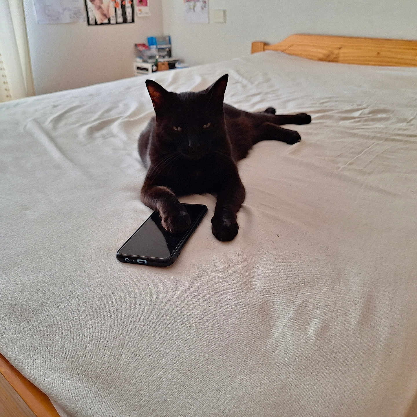 Réglisse participe au concours pour gagner de l'argent avec cette photo : aircraft, airplane, animal, bed, bedroom, cat, computer, electronics, furniture, indoors, laptop, mobilephone, pc, person, pet, phone, room, transportation, vehicle, wood