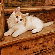 Aslan participe au concours pour gagner de l'argent avec cette photo : kitten, cat, animal, pet, stairs, wood, fur, cute, curious, relaxed, indoor, young, whiskers, ears, paws, tail, domestic, mammal, feline, cozy