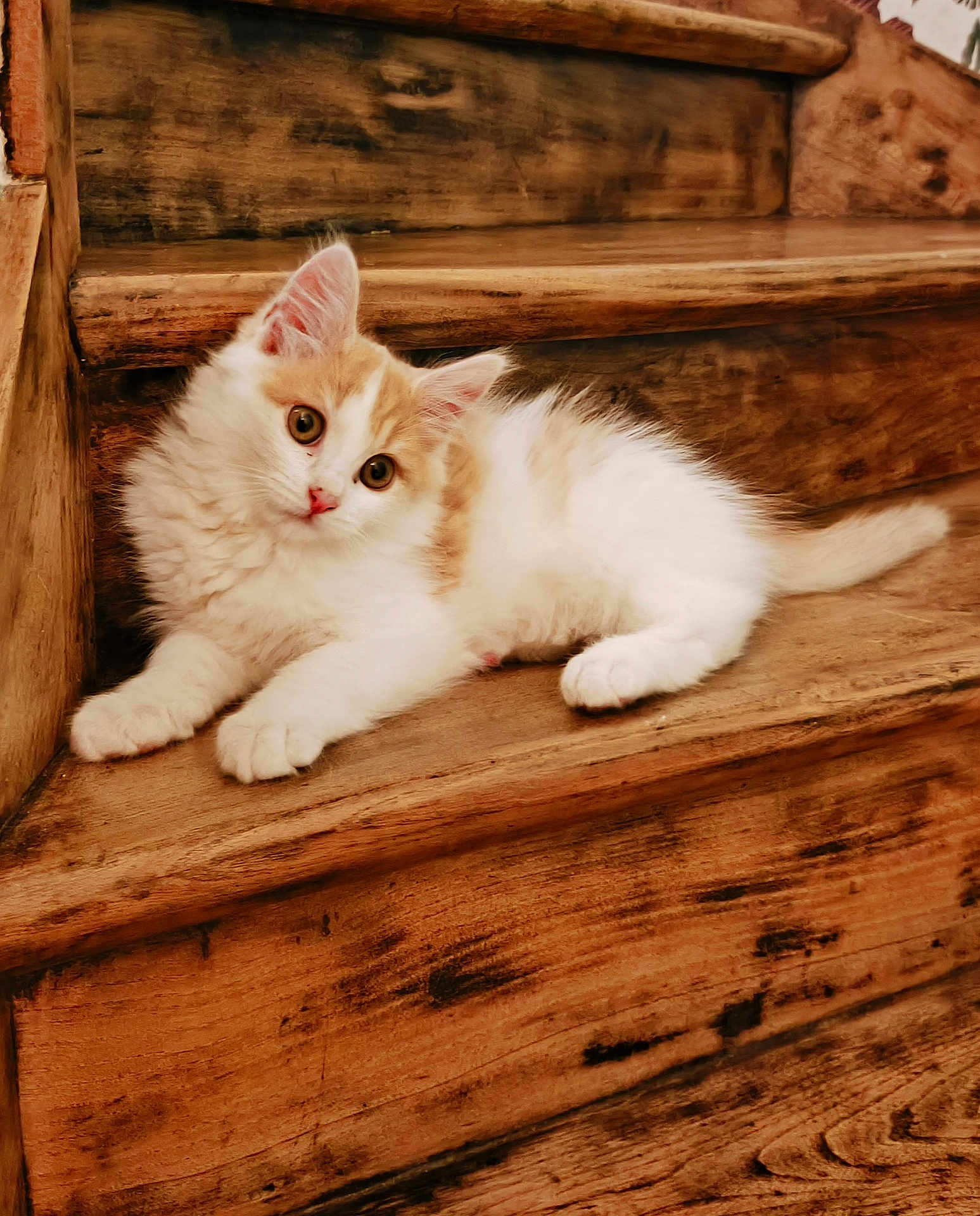 Aslan participe au concours pour gagner de l'argent avec cette photo : kitten, cat, animal, pet, stairs, wood, fur, cute, curious, relaxed, indoor, young, whiskers, ears, paws, tail, domestic, mammal, feline, cozy