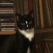 Myrtille is registered to the contest to win money with this photo: cat, black_and_white, bookcase, books, cds, indoor, pet, animal, feline, sitting, looking, dim_light, furniture, shelf, curious, domestic, whiskers, ears, eyes, portrait