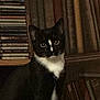 cat, black_and_white, bookcase, books, cds, indoor, pet, animal, feline, sitting, looking, dim_light, furniture, shelf, curious, domestic, whiskers, ears, eyes, portrait