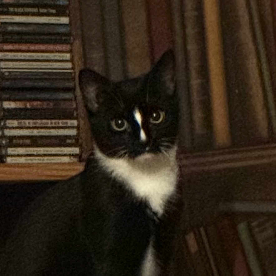 Myrtille is registered to the contest to win money with this photo: animal, black_and_white, bookcase, books, cat, cds, curious, dim_light, domestic, ears, eyes, feline, furniture, indoor, looking, pet, portrait, shelf, sitting, whiskers