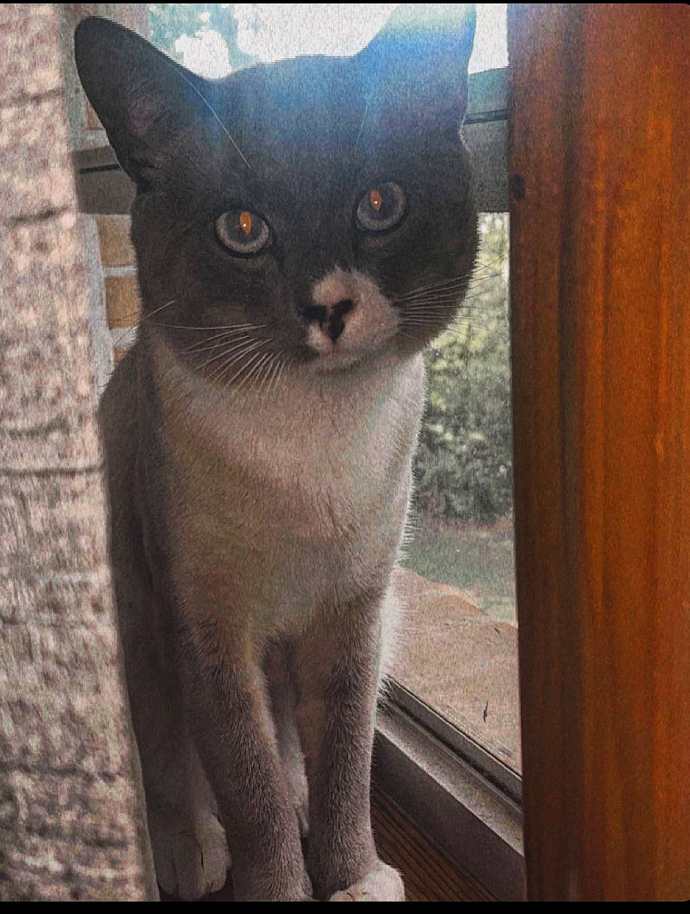 Max is registered to the contest to win money with this photo: black_cat, carnivore, cat, domestic_short_haired_cat, felidae, fur, grey, paw, photo_caption, small_to_medium_sized_cats, snout, square, tail, terrestrial_animal, tints_and_shades, whiskers, window, wood