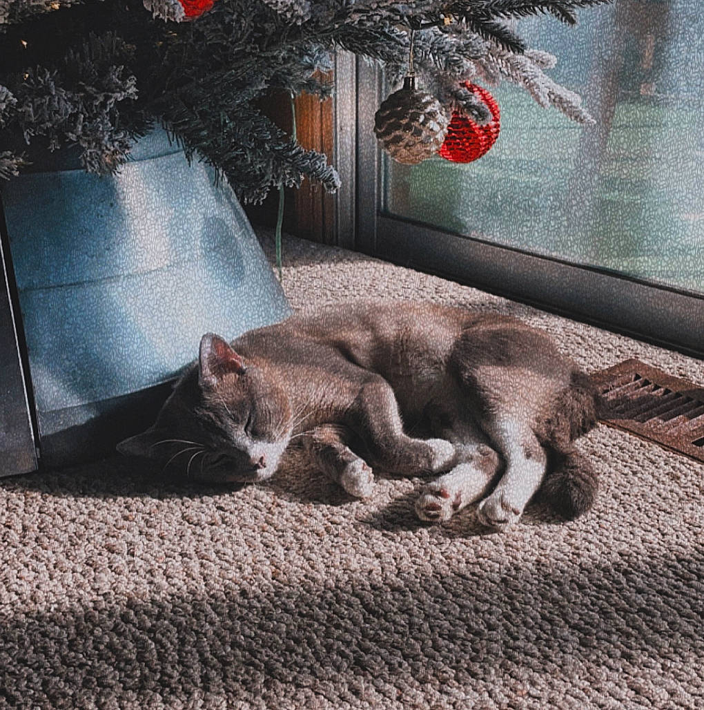 Max joined the competition — help win amazing prizes! art, carnivore, cat, comfort, domestic_short_haired_cat, fawn, felidae, fur, grey, paw, plant, road_surface, sitting, small_to_medium_sized_cats, tail, terrestrial_animal, tints_and_shades, tree, whiskers, wood