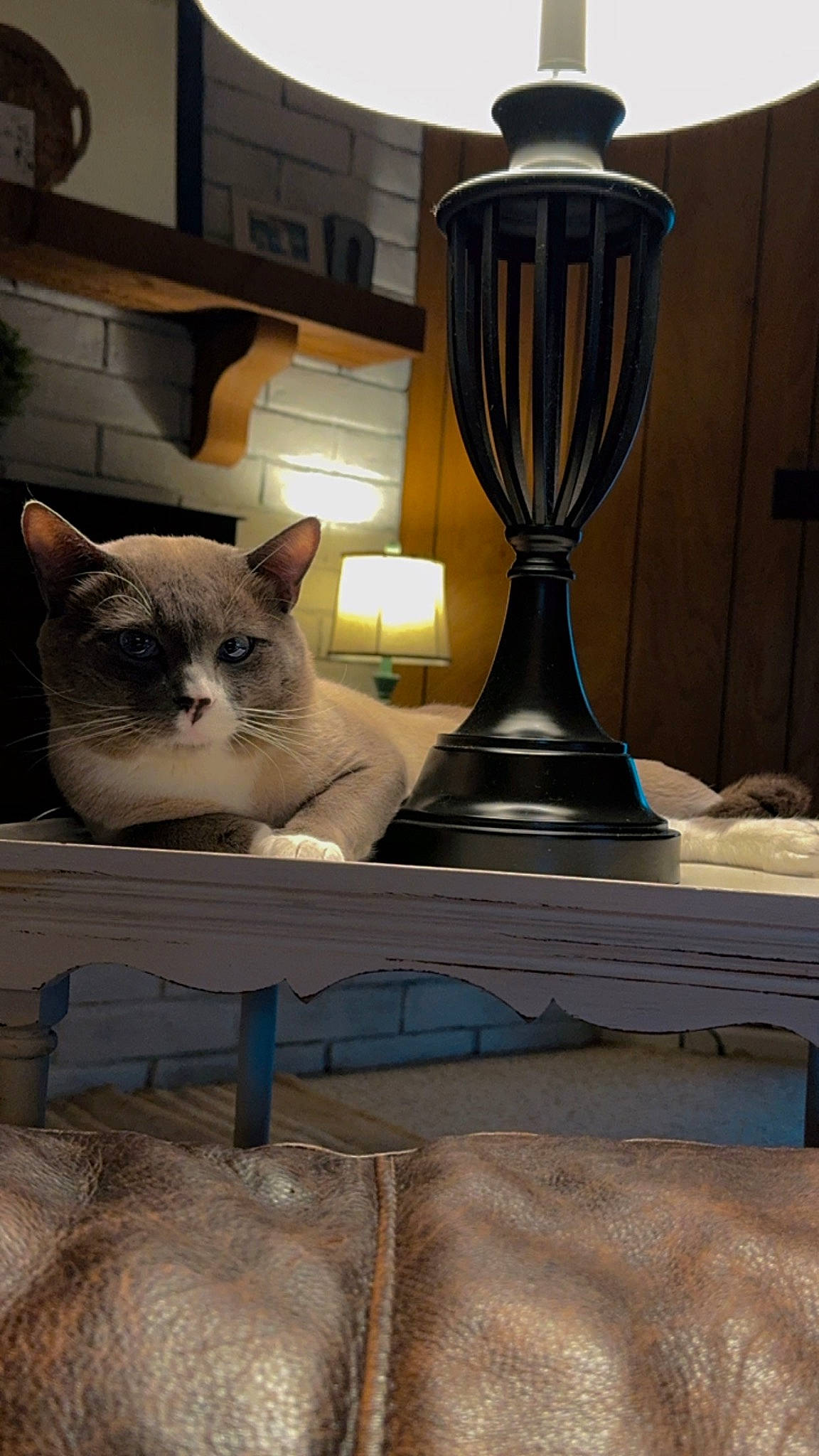 Max joined the competition — help win amazing prizes! carnivore, cat, comfort, cutlery, domestic_short_haired_cat, felidae, flooring, fur, grey, hardwood, light, linens, metal, room, small_to_medium_sized_cats, snout, tableware, tail, whiskers, wood