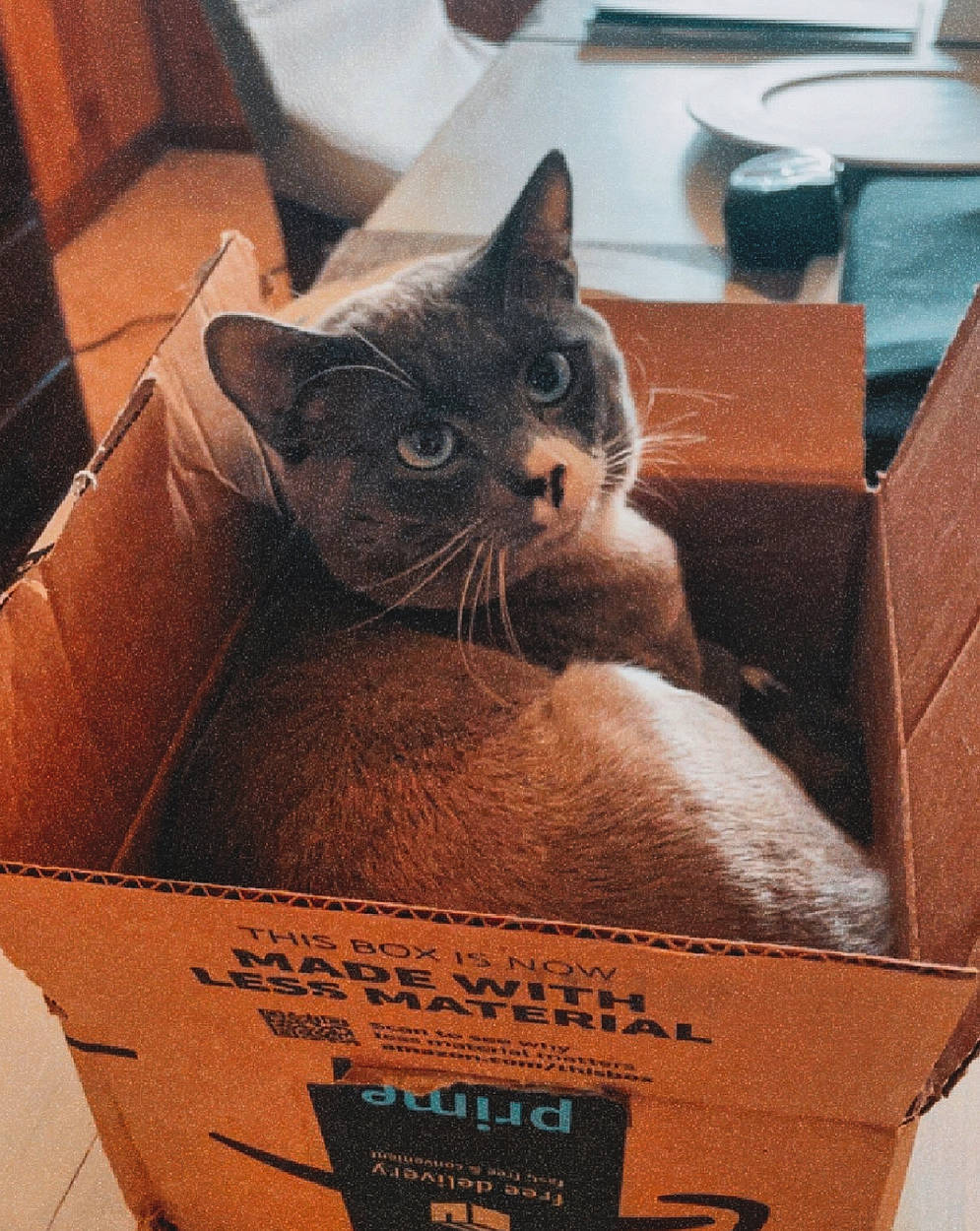 Max is registered to the contest to win money with this photo: box, cardboard, carnivore, carton, cat, comfort, couch, domestic_short_haired_cat, felidae, mammal, packaging_and_labeling, packing_materials, paper, paper_product, pet_supply, publication, russian_blue, shipping_box, small_to_medium_sized_cats, whiskers