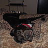 dog, black_dog, sleeping, bed, blanket, red_collar, indoor, television, sports, baseball, relaxation, cozy, pet, animal, resting, furniture, home, nap, quiet, domestic
