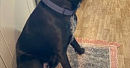 Doak joined the competition — help win amazing prizes! dog, black_dog, collar, pet, indoor, kitchen, wooden_floor, rug, patterned_rug, flooring, cabinet, furniture, animal, canine, domestic_animal, sitting, side_view, looking_away, floor_mat, household