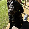 dog, black_dog, pet, canine, sunlight, porch, outdoor, wooden_fence, green_grass, dog_harness, person, sneaker, leg, shadow, daylight, curious, head_tilt, close_up, companion, relaxation