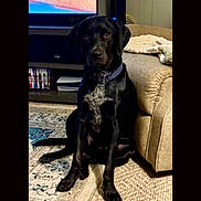 Doak joined the competition — help win amazing prizes! dog, black_dog, pet, living_room, couch, rug, television, sitting, indoors, furniture, blanket, shelf, collar, floor, carpet, domestic_animal, house, animal, companion, canine