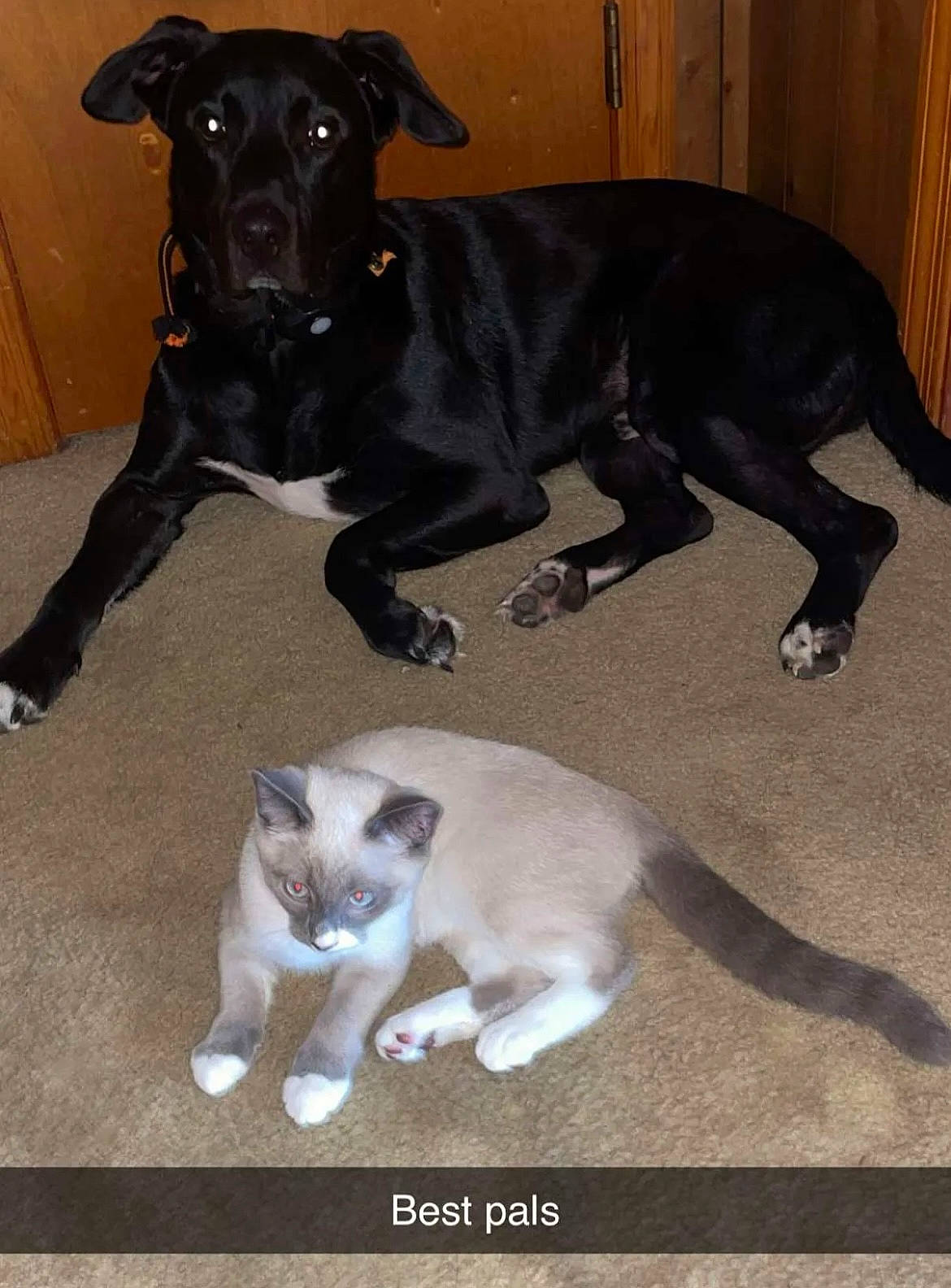 Bowden And Max joined the competition — help win amazing prizes! borador, canidae, carnivore, cat, collar, companion_dog, dog, dog_breed, domestic_short_haired_cat, fawn, felidae, fur, paw, pet_supply, small_to_medium_sized_cats, snout, sporting_group, tail, whiskers, working_animal