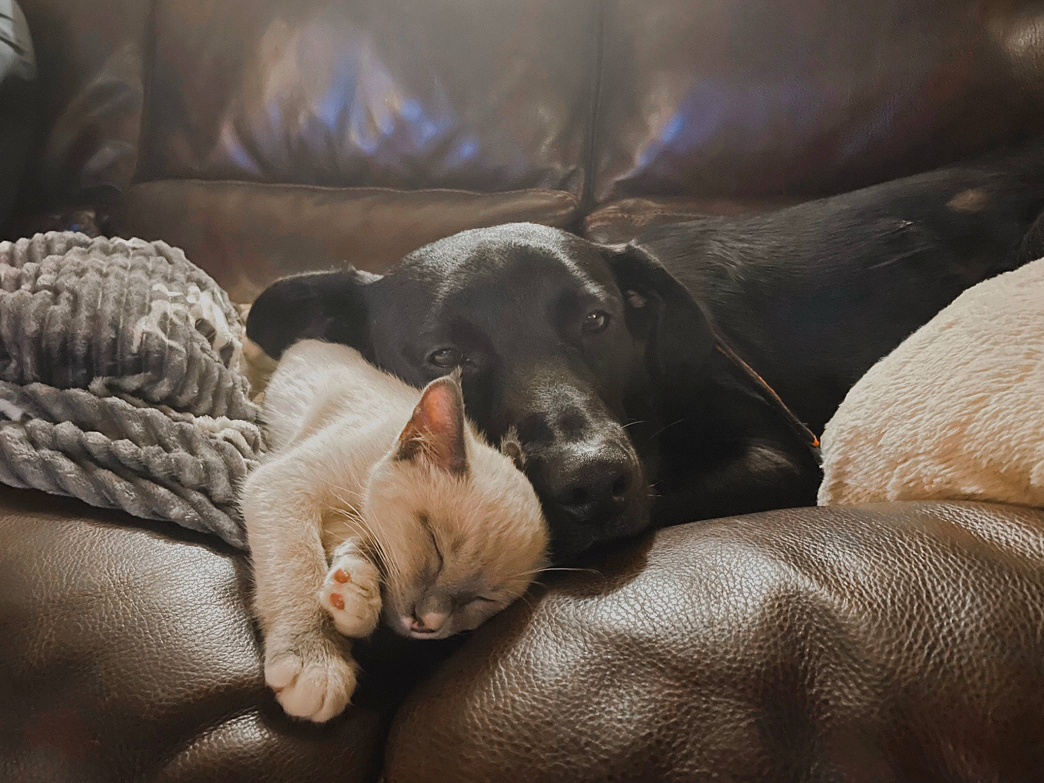 Bowden And Max