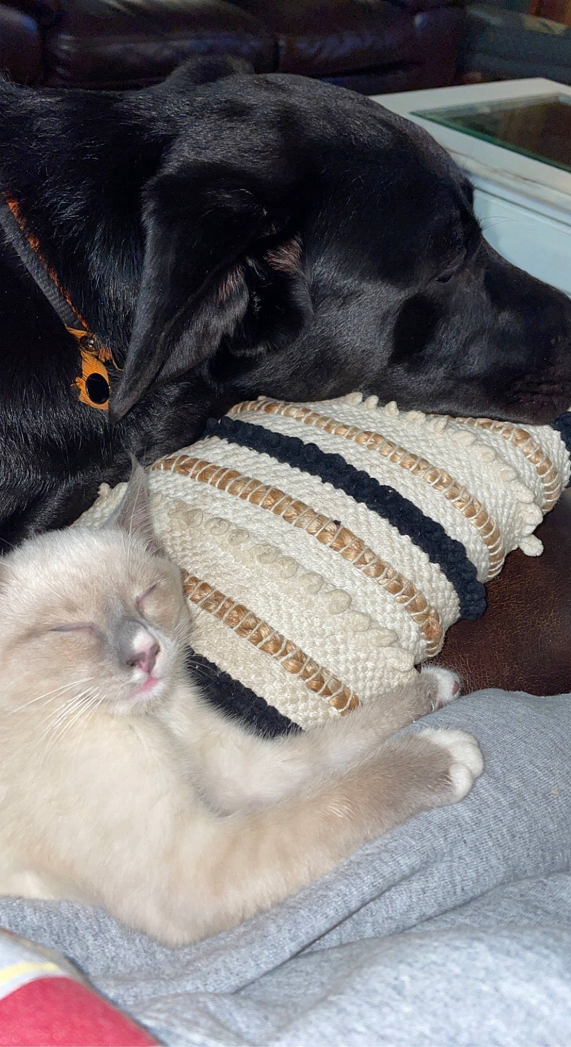 Bowden And Max is registered to the contest to win money with this photo: carnivore, cat, collar, comfort, companion_dog, dog, dog_breed, dog_collar, fawn, felidae, fur, leash, small_to_medium_sized_cats, snout, stuffed_toy, tail, whiskers, wool, woolen, working_animal