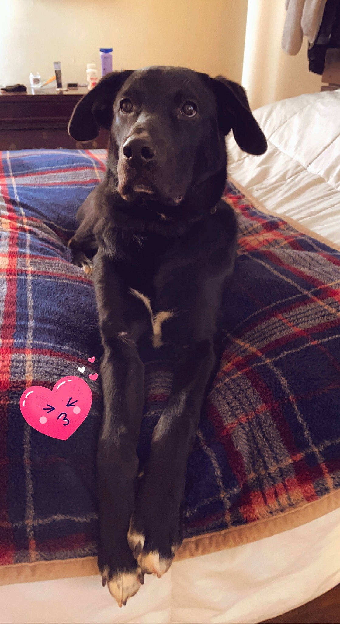 Bowden And Max joined the competition — help win amazing prizes! borador, canidae, carmine, carnivore, collar, comfort, companion_dog, dog, dog_breed, dog_collar, fur, gun_dog, liver, pattern, plaid, snout, sporting_group, tartan, whiskers, working_animal