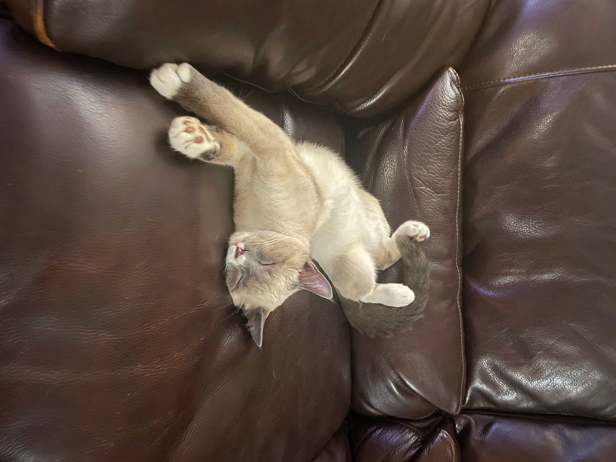 Bowden And Max joined the competition — help win amazing prizes! brown, carnivore, cat, claw, comfort, companion_dog, couch, fawn, felidae, fur, hardwood, paw, room, sleeper_chair, small_to_medium_sized_cats, sporting_group, tail, whiskers, wood