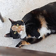 Tiger joined the competition — help win amazing prizes! cat, calico_cat, animal, pet, fur, whiskers, green_eyes, lying_down, concrete_floor, outdoor, chair_leg, curious, relaxed, close_up, portrait, domestic_cat, feline, cute, nature, mammal