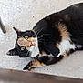 cat, calico_cat, animal, pet, fur, whiskers, green_eyes, lying_down, concrete_floor, outdoor, chair_leg, curious, relaxed, close_up, portrait, domestic_cat, feline, cute, nature, mammal