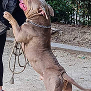 Raptor a rejoint le concours — aidez-le/la à gagner de superbes lots ! animal, canine, casual_clothing, chain_collar, dog, excited, greenery, ground, human_leg, jumping, leash, muscular, outdoor, panting, park, person, pet, rope, side_view, sneakers