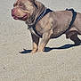 Raptor participe au concours pour gagner de l'argent avec cette photo : alert, animal, canine, collar, daytime, dog, harness, leash, looking_away, muscular, nature, outdoor, pet, pitbull, quiet, sand, shadow, short_fur, standing, sunlight