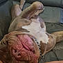 Raptor participe au concours pour gagner de l'argent avec cette photo : animal, brown, canine, collar, companion, couch, cute, dog, fur, home, indoor, paw, pet, relaxed, resting, sleeping, snout, tongue, white, wrinkles