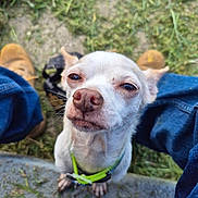 Kramer joined the competition — help win amazing prizes! animal, boots, canine, close_up, collar, cute, daylight, dog, expression, grass, ground, jeans, looking_up, nature, outdoor, paw, pet, sidewalk, small_dog, white_dog