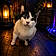 Dewey