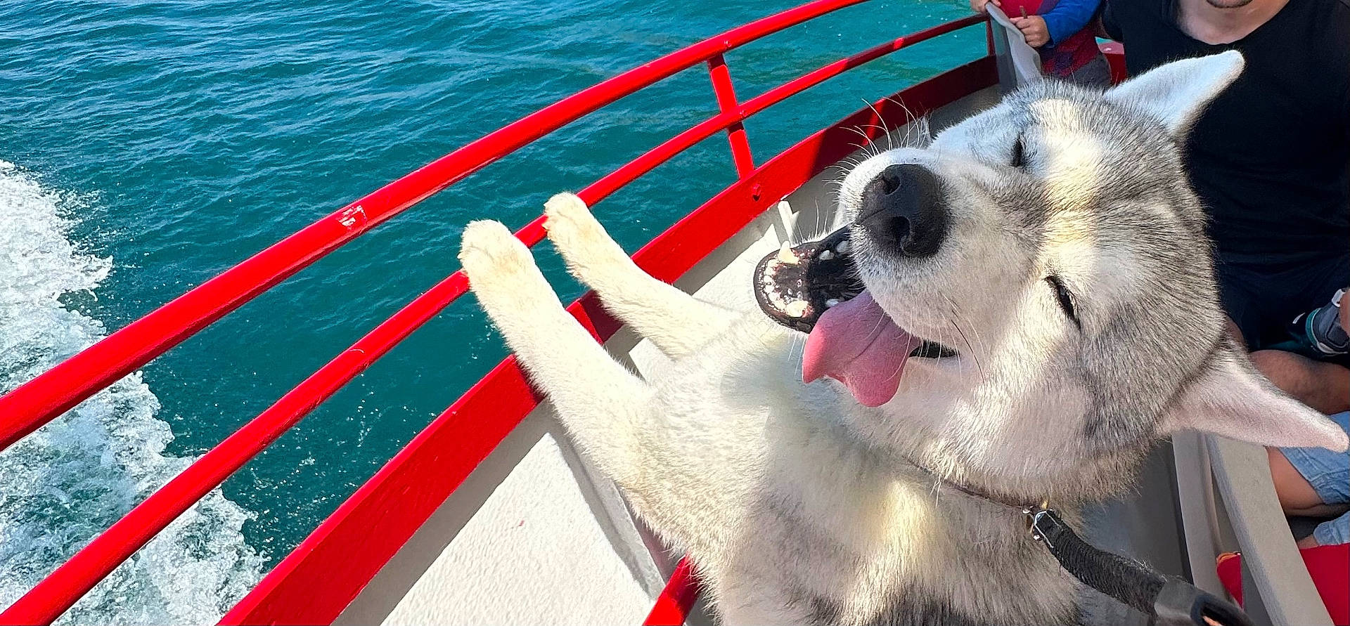 Simba a rejoint le concours — aidez-le/la à gagner de superbes lots ! animal, baby, boat, bodypart, canine, dog, face, head, husky, mouth, nature, outdoors, person, pet, puppy, sea, transportation, vehicle, water, whitedog