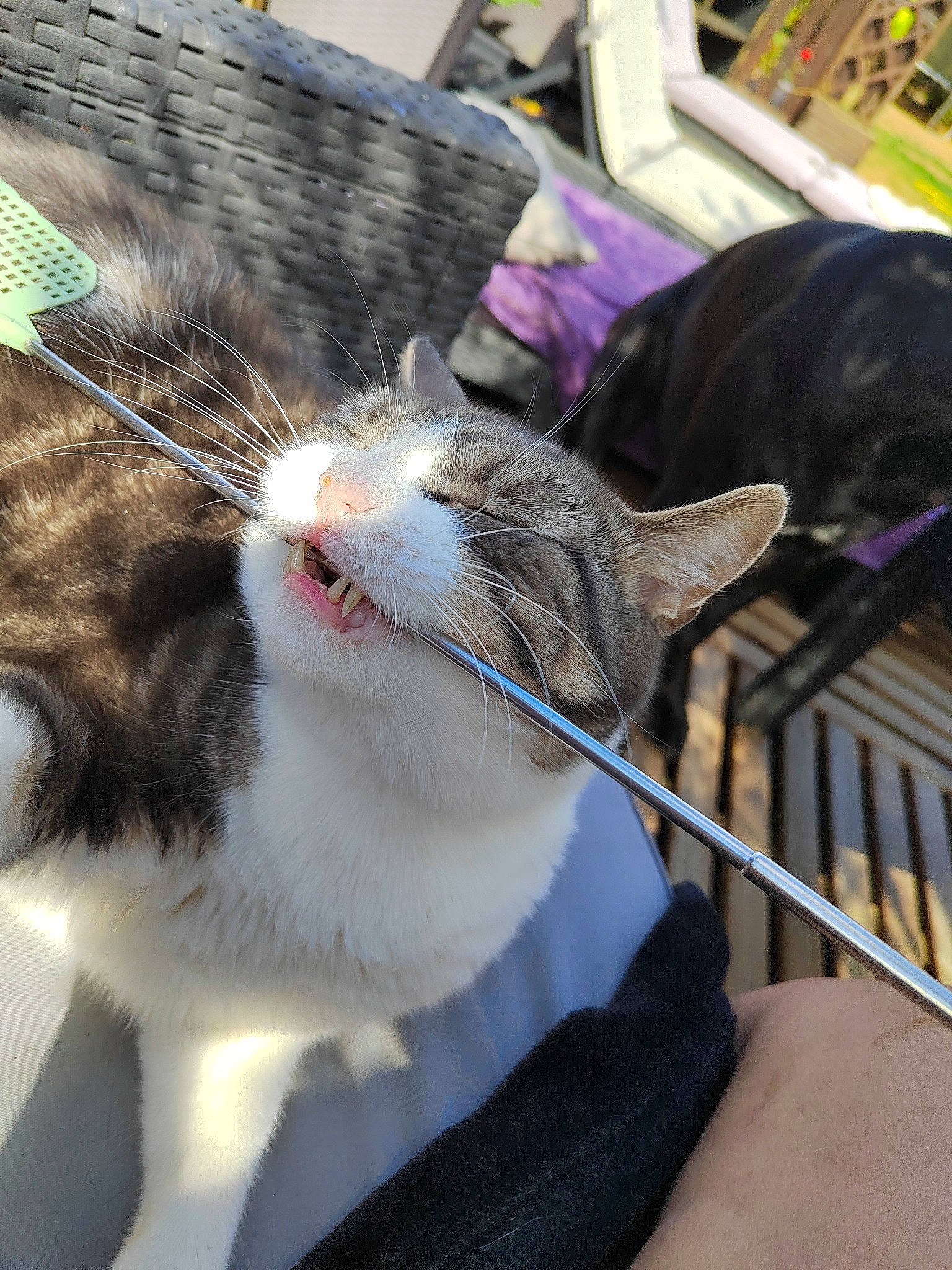 Koumal a rejoint le concours — aidez-le/la à gagner de superbes lots ! bag, carnivore, cat, claw, collar, comfort, dog, domestic_short_haired_cat, eyewear, felidae, fur, human_leg, lap, leash, metal, paw, small_to_medium_sized_cats, snout, tail, whiskers