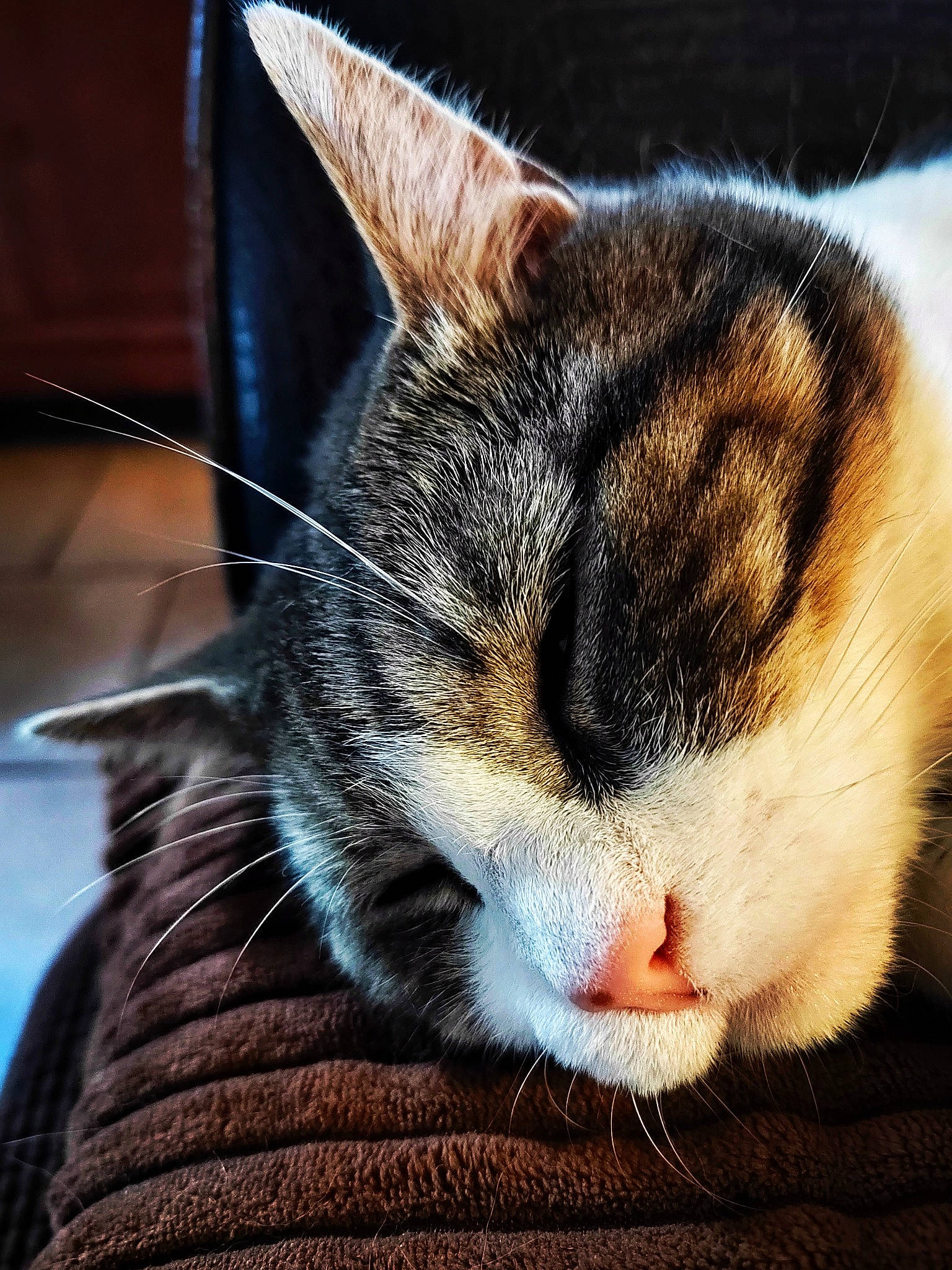 Koumal participe au concours pour gagner de l'argent avec cette photo : carnivore, cat, claw, comfort, domestic_short_haired_cat, felidae, fur, grass, macro_photography, nap, paw, sleep, small_to_medium_sized_cats, snout, tail, whiskers, wildlife