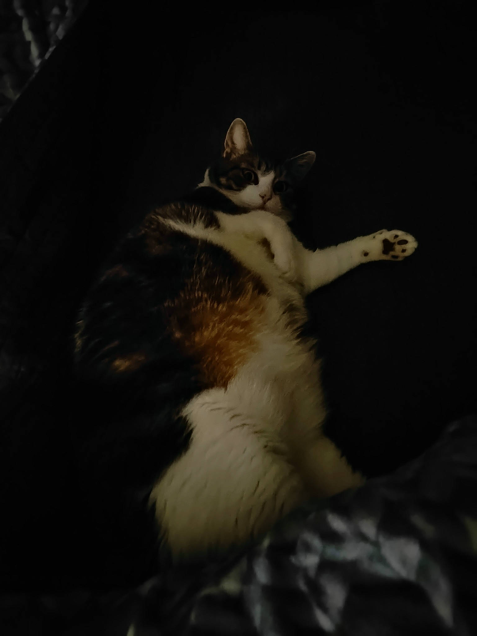 Koumal a rejoint le concours — aidez-le/la à gagner de superbes lots ! carnivore, cat, comfort, darkness, domestic_short_haired_cat, felidae, fur, night, paw, small_to_medium_sized_cats, tail, terrestrial_animal, whiskers, wood