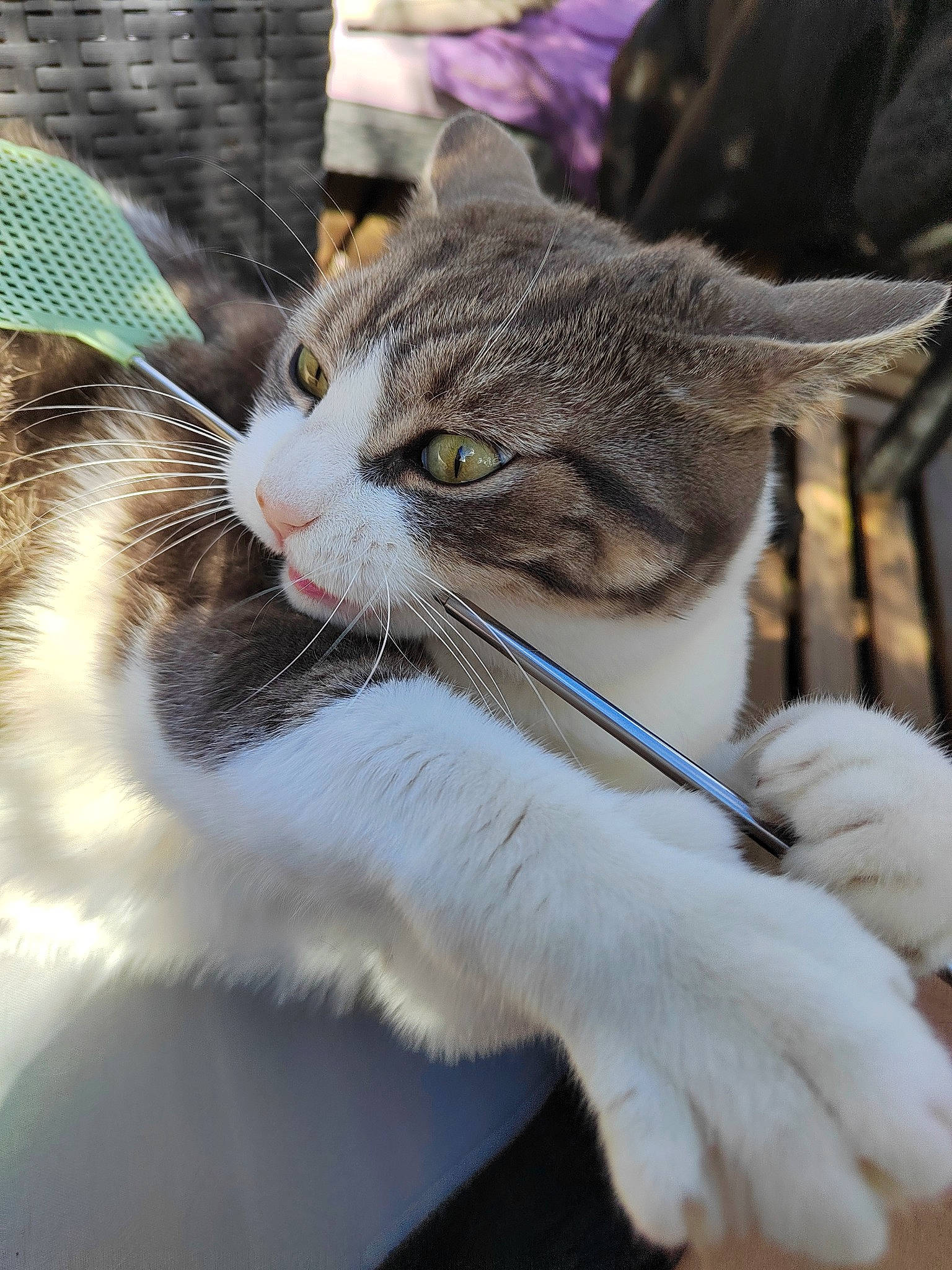 Koumal participe au concours pour gagner de l'argent avec cette photo : carnivore, cat, claw, collar, domestic_short_haired_cat, felidae, fur, grass, paw, plant, small_to_medium_sized_cats, snout, tail, terrestrial_animal, tree, whiskers, wildlife