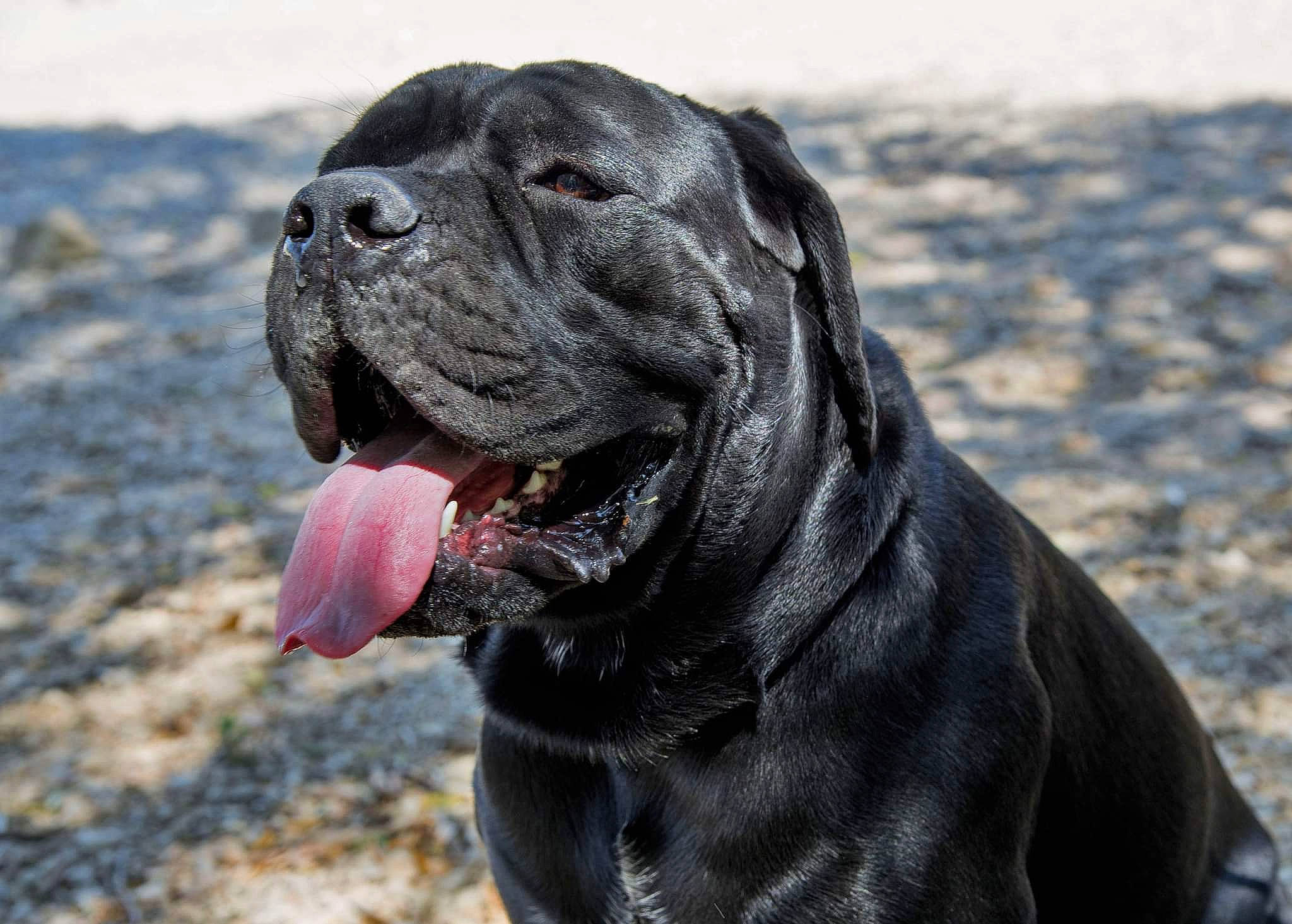 Sherkan De La Treizième Légion participe au concours pour gagner de l'argent avec cette photo : canidae, carnivore, collar, companion_dog, dog, dog_breed, dog_collar, fawn, hunting_dog, non_sporting_group, snout, sporting_group, terrestrial_animal, whiskers, working_dog