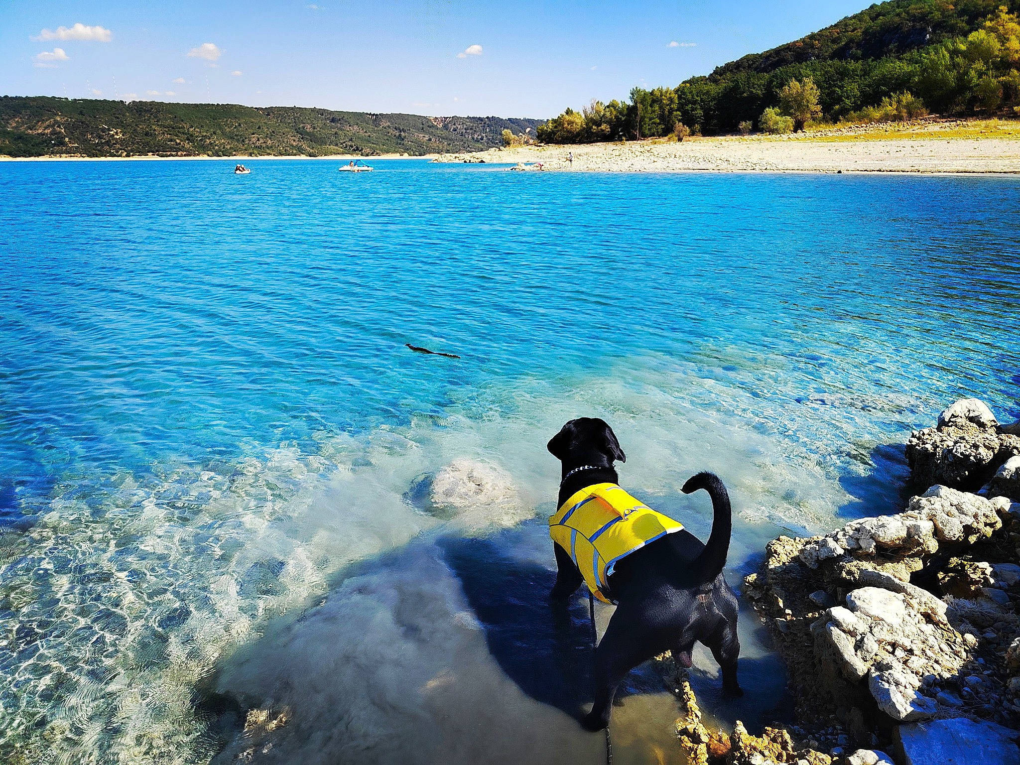 Sherkan De La Treizième Légion participe au concours pour gagner de l'argent avec cette photo : azure, beach, blue, calm, carnivore, cloud, coastal_and_oceanic_landforms, dog, dog_breed, horizon, lake, leisure, light, shore, sky, summer, sunlight, tree, water, water_resources