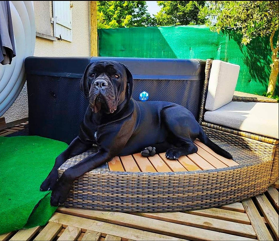 Sherkan De La Treizième Légion a rejoint le concours — aidez-le/la à gagner de superbes lots ! canidae, carnivore, comfort, companion_dog, dog, dog_breed, dog_collar, fawn, grass, leisure, mammal, outdoor_furniture, pet_supply, plant, sporting_group, tree, vertebrate, window, wood, working_animal