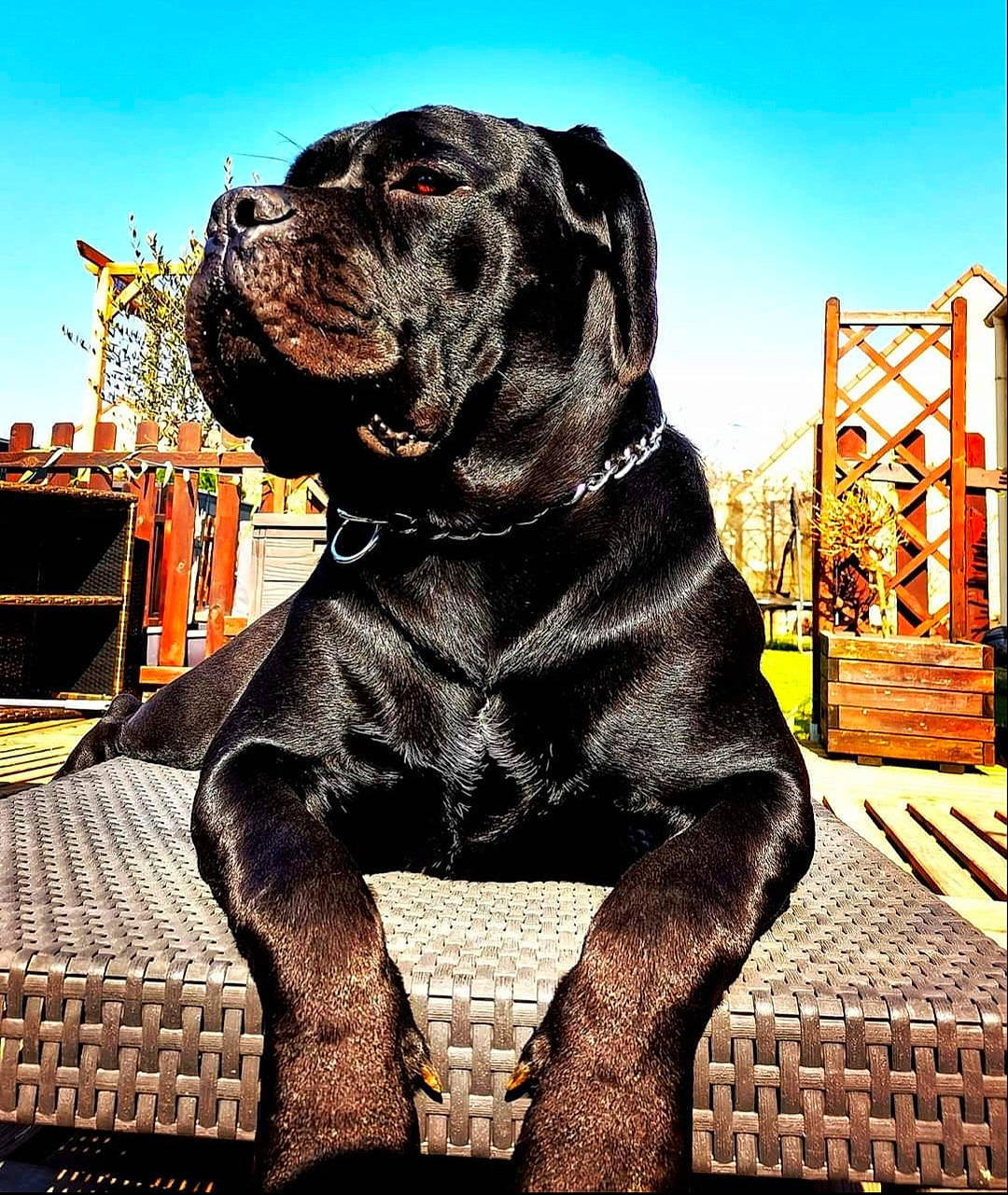 Sherkan De La Treizième Légion a rejoint le concours — aidez-le/la à gagner de superbes lots ! ancient_dog_breeds, art, canidae, carnivore, collar, companion_dog, dog, dog_breed, dog_collar, fawn, guard_dog, metal, molosser, non_sporting_group, sky, snout, sporting_group, terrestrial_animal, working_animal, working_dog