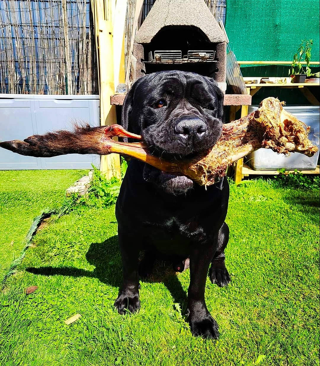 Sherkan De La Treizième Légion a rejoint le concours — aidez-le/la à gagner de superbes lots ! canidae, carnivore, collar, companion_dog, dog, dog_breed, dog_collar, fawn, fence, grass, guard_dog, molosser, pet_supply, plant, snout, sporting_group, toy_dog, window, working_animal, working_dog