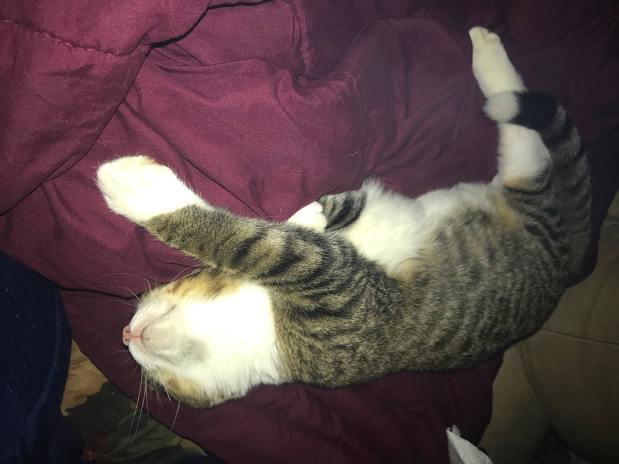 Ramen is registered to the contest to win money with this photo: carnivore, cat, claw, cloud, comfort, domestic_short_haired_cat, ear, felidae, foot, fur, human_leg, lap, mammal, nap, paw, small_to_medium_sized_cats, snout, tail, vertebrate, whiskers